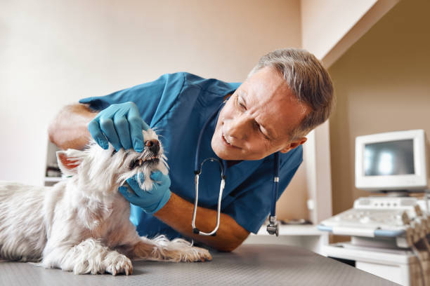 Best 24-Hour Emergency Dentist in El Paso De Robles, CA